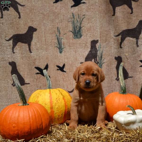Reba, Fox Red Labrador Retriever Puppy